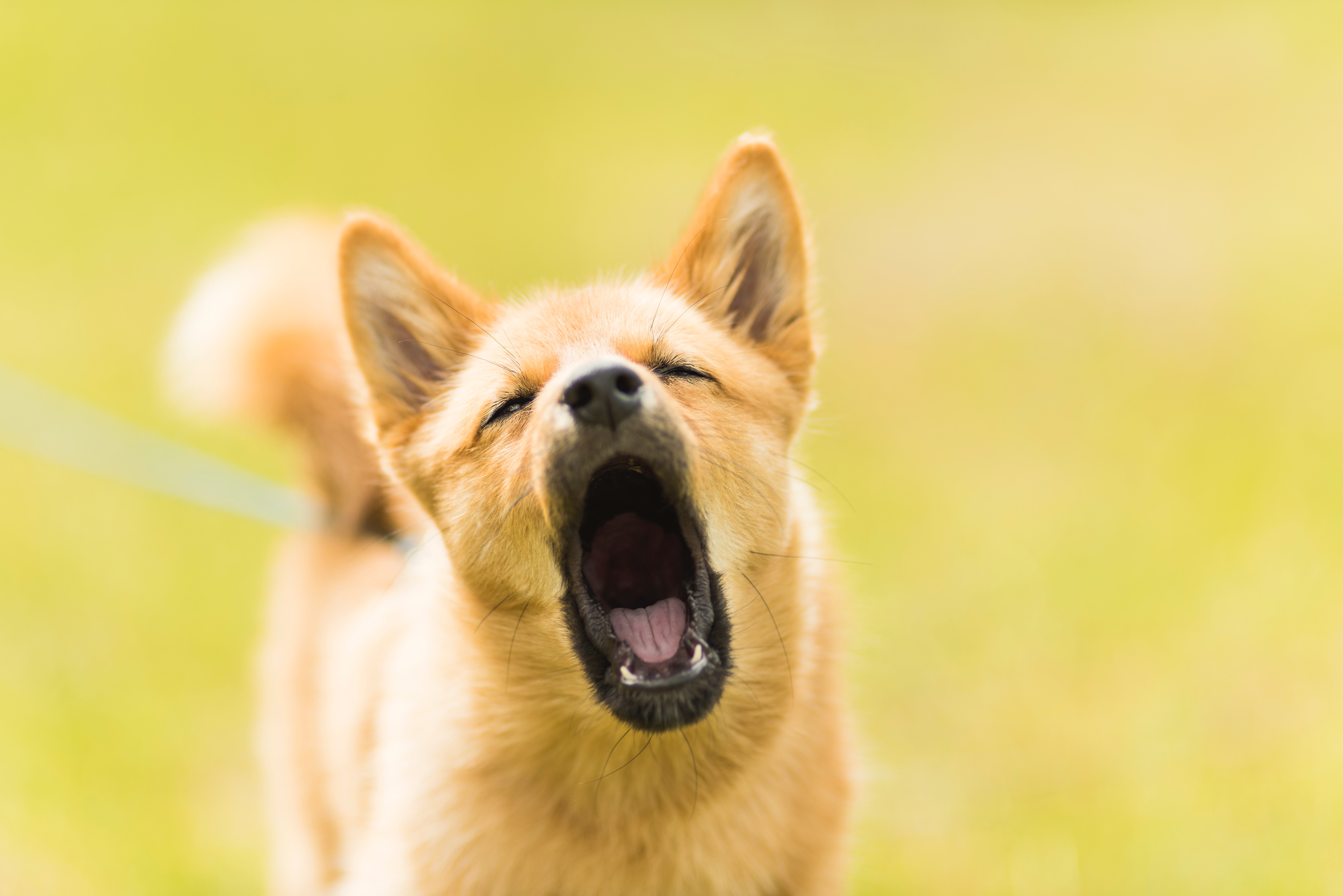 Why Dogs Bark & How To Stop Excessive Barking